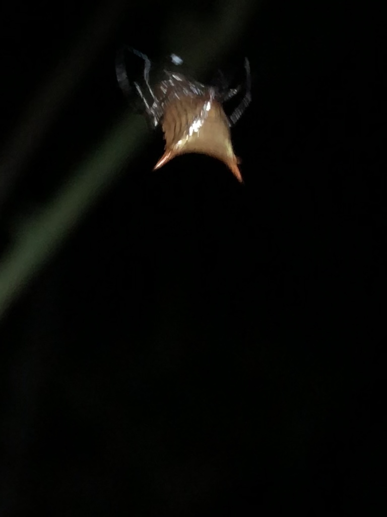 Micrathena exlinae