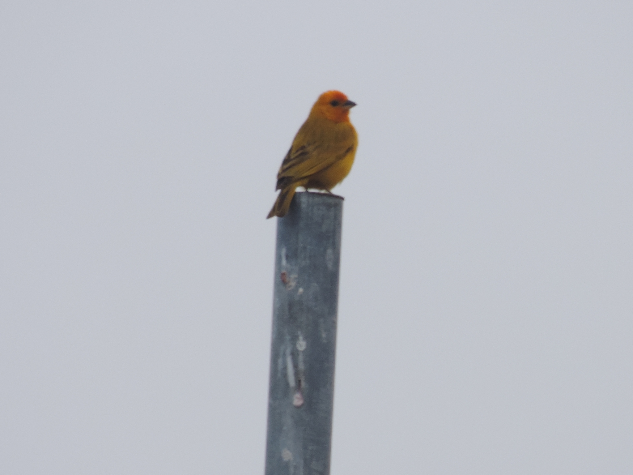 Sicalis flaveola image