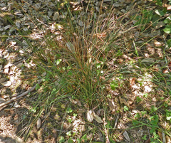 Juncus effusus pacificus