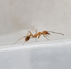 Aphaenogaster senilis