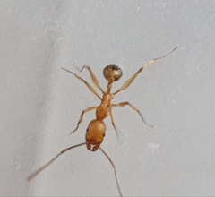 Aphaenogaster senilis