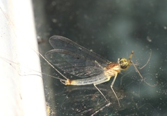 Stenacron interpunctatum interpunctatum