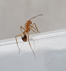 Aphaenogaster senilis
