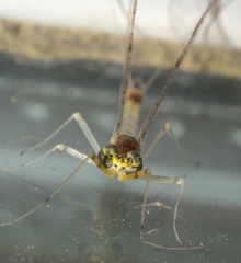 Stenacron interpunctatum interpunctatum