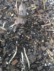 Amorphophallus konjac