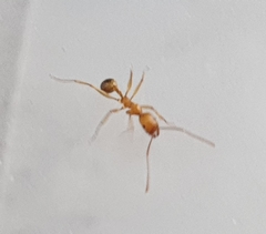 Aphaenogaster senilis