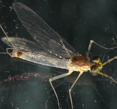 Stenacron interpunctatum interpunctatum