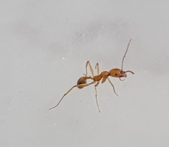 Aphaenogaster senilis