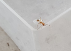 Aphaenogaster senilis