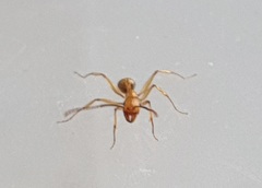 Aphaenogaster senilis