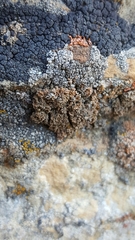 Xanthaptychia contortuplicata