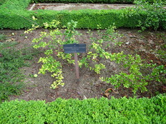 Chaenomeles × superba