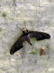 Adhemarius sexoculata
