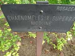 Chaenomeles × superba