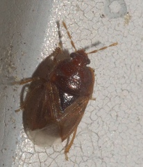 Amnestus pusillus