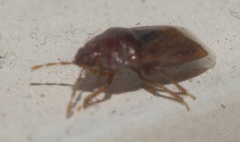 Amnestus pusillus
