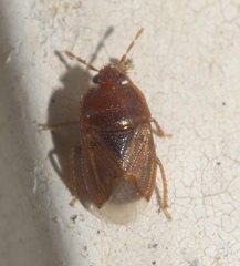 Amnestus pusillus