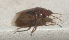 Amnestus pusillus