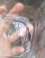 Centruroides gracilis