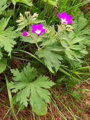 Geranium sylvaticum