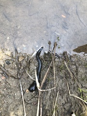Haemopidae