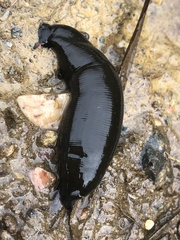 Haemopidae