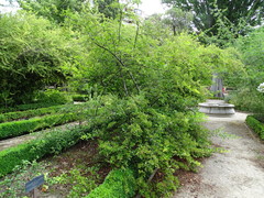 Pyracantha crenatoserrata