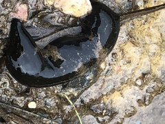 Haemopidae