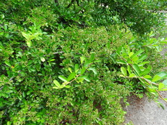 Pyracantha crenatoserrata