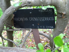 Pyracantha crenatoserrata