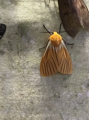 Pseudischnocampa