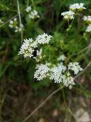 Valerianella florifera