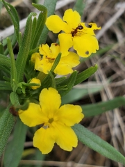Lithospermum multiflorum