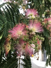 Albizia julibrissin