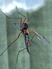 Tanyptera