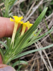 Lithospermum multiflorum