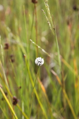 Eriocaulon dregei