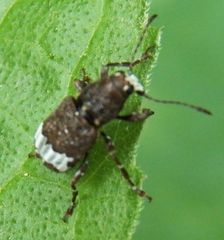 Eurymycter fasciatus