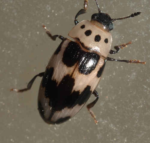 Four-spotted Fungus Beetle photo 6