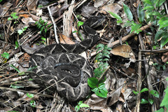 Bothrops jararacussu