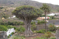 Dracaena draco image