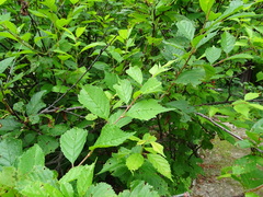Prunus triloba