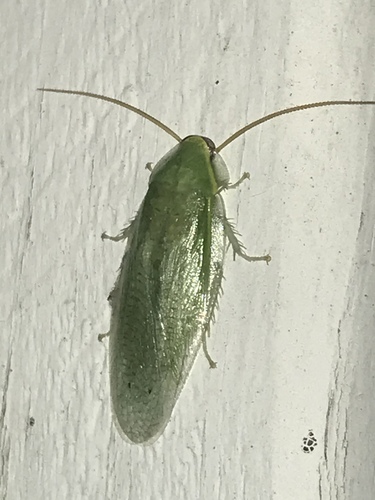 Banana Cockroach photo 6