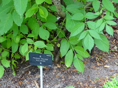 Prunus triloba