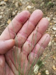 Eleocharis reverchonii