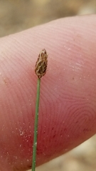 Eleocharis reverchonii