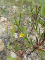 Ludwigia linearis