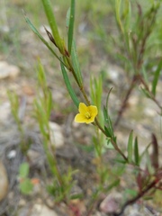 Ludwigia linearis