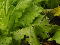 Brassica chinensis