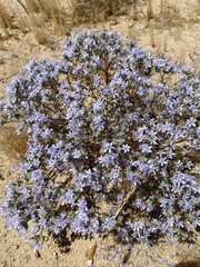 Eriastrum pluriflorum